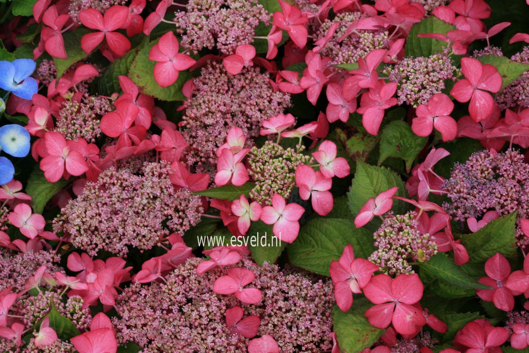 Hydrangea macrophylla 'Selina'