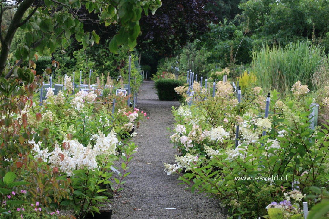 Hydrangea paniculata