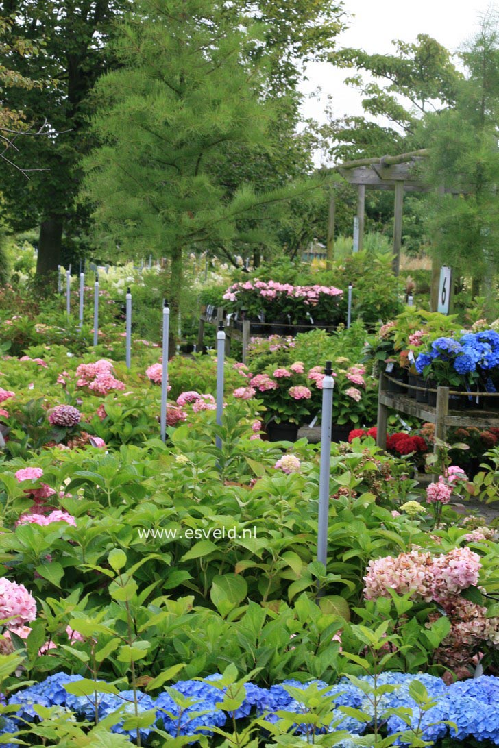 Hydrangea macrophylla