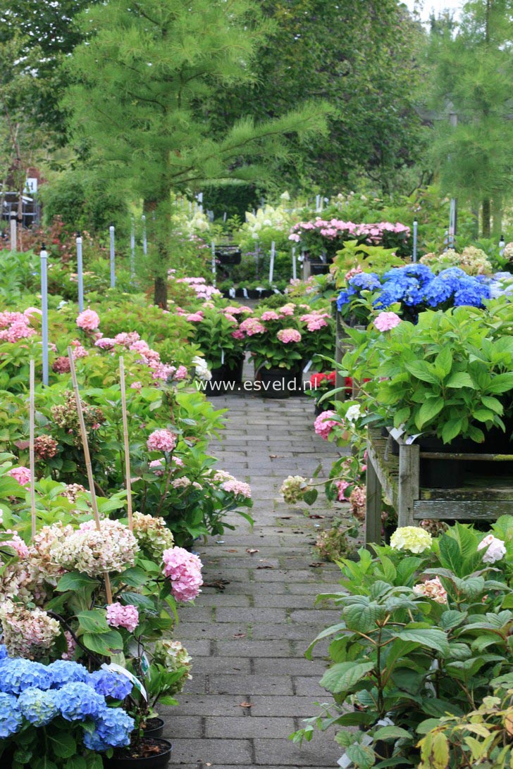 Hydrangea macrophylla