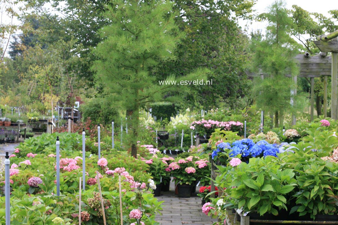 Hydrangea macrophylla