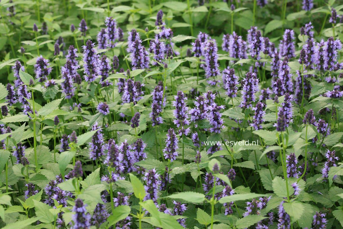 Agastache 'Black Adder'