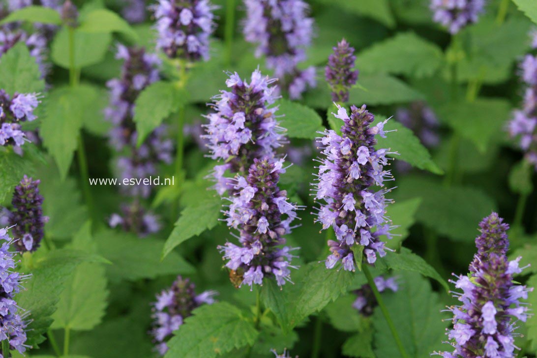 Agastache 'Black Adder'