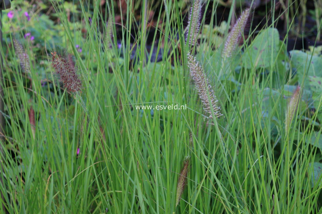 Pennisetum alopecuroides 'Cassian'