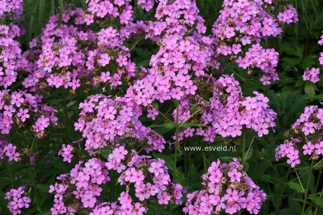 Phlox paniculata 'Hesperis'