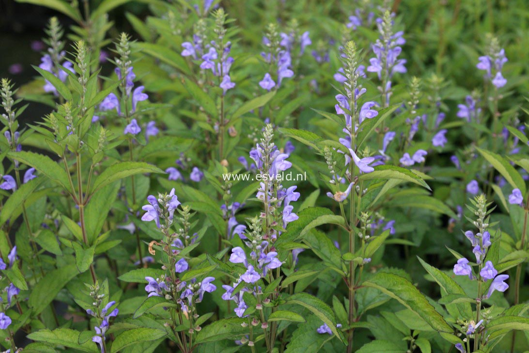 Scutellaria incana