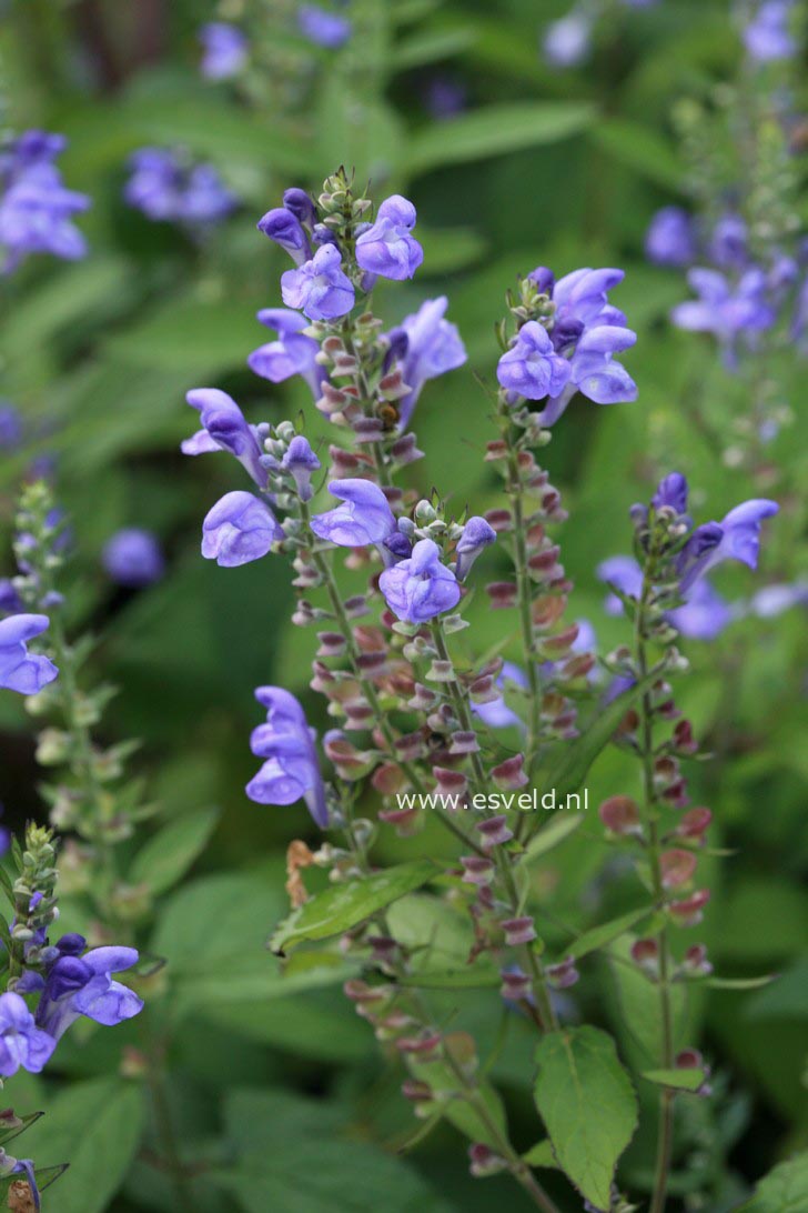 Scutellaria incana