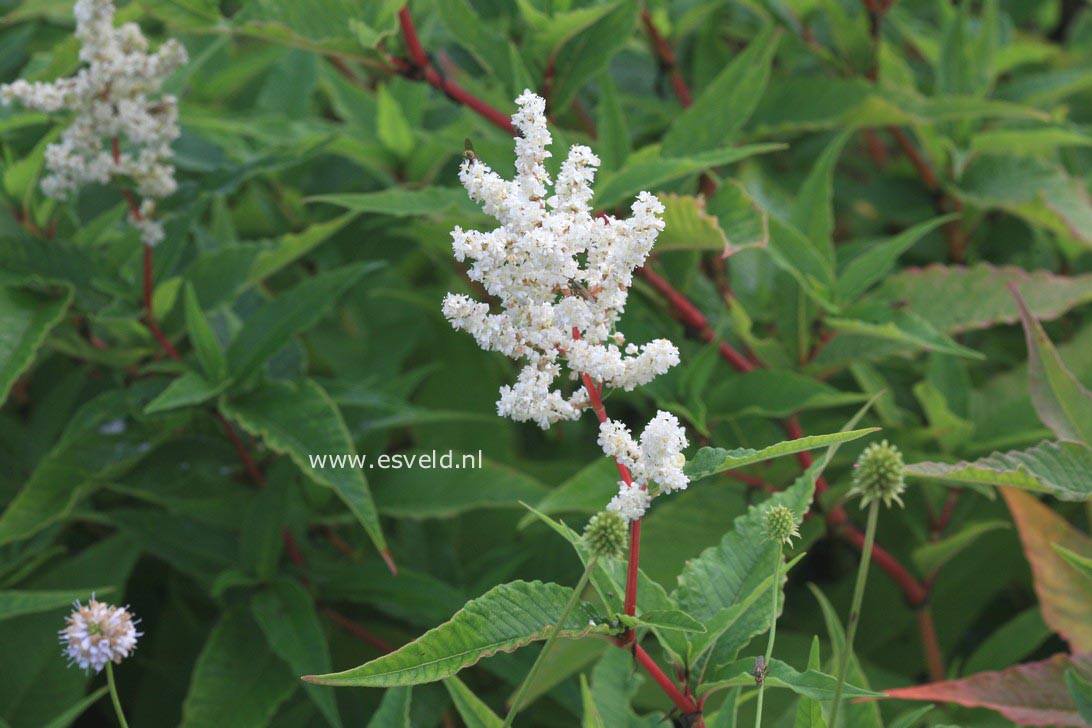 Persicaria polymorpha