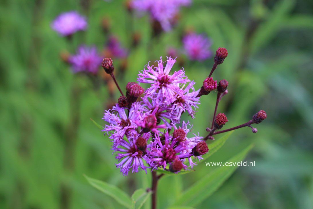 Vernonia crinita