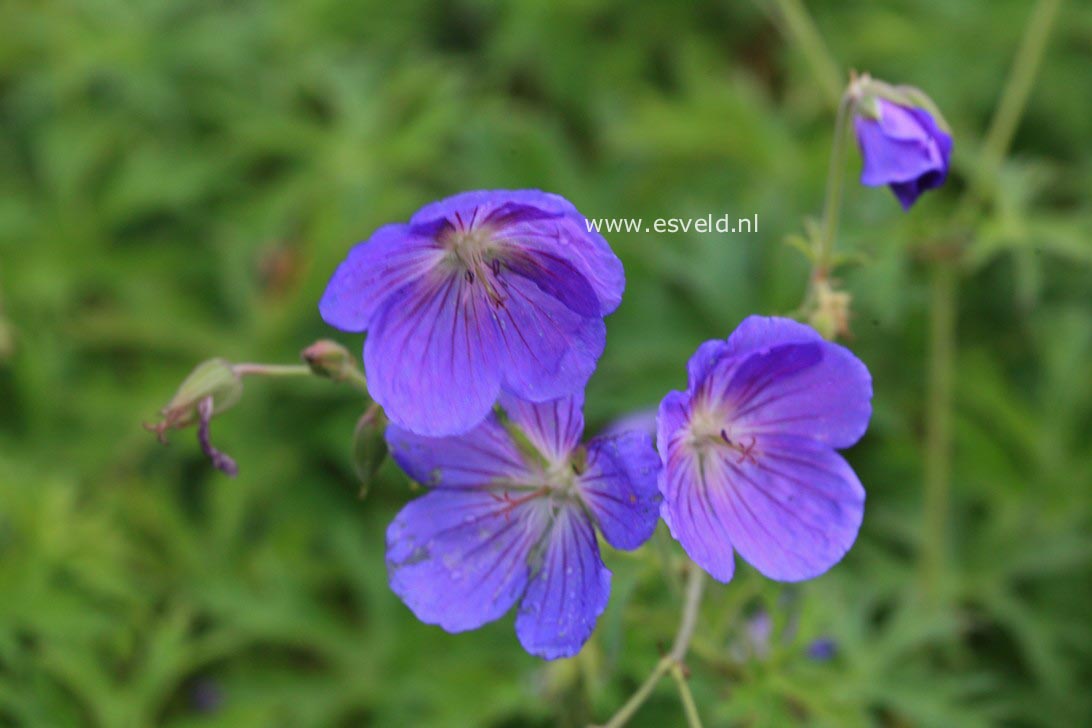 Geranium 'Orion'