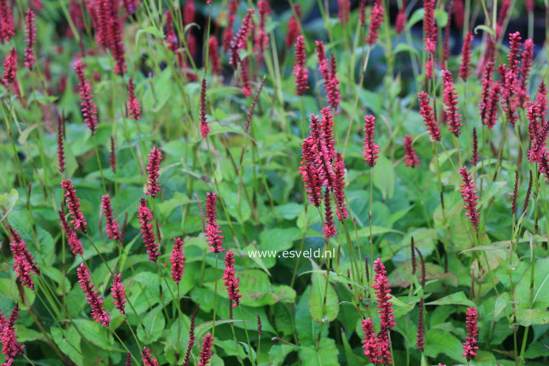 Persicaria amplexicaulis 'Blackfield'