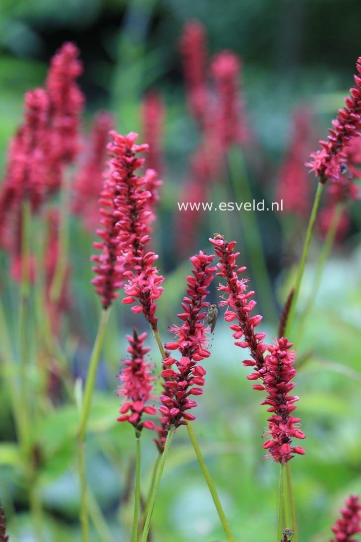 Persicaria amplexicaulis 'Blackfield'