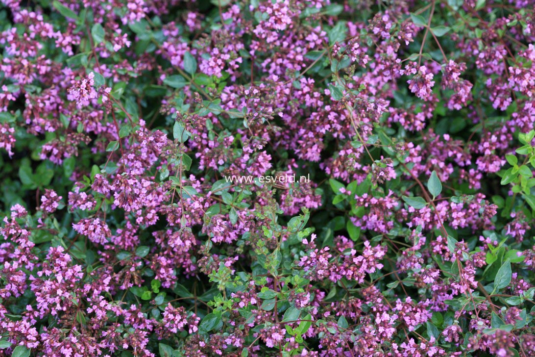 Origanum laevigatum 'Hopleys'