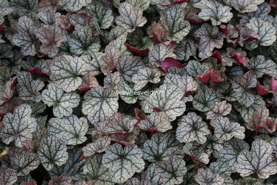 Heuchera 'Silver Scrolls'