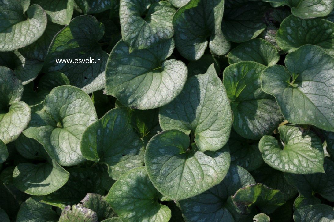 Brunnera macrophylla 'Emerald Mist'