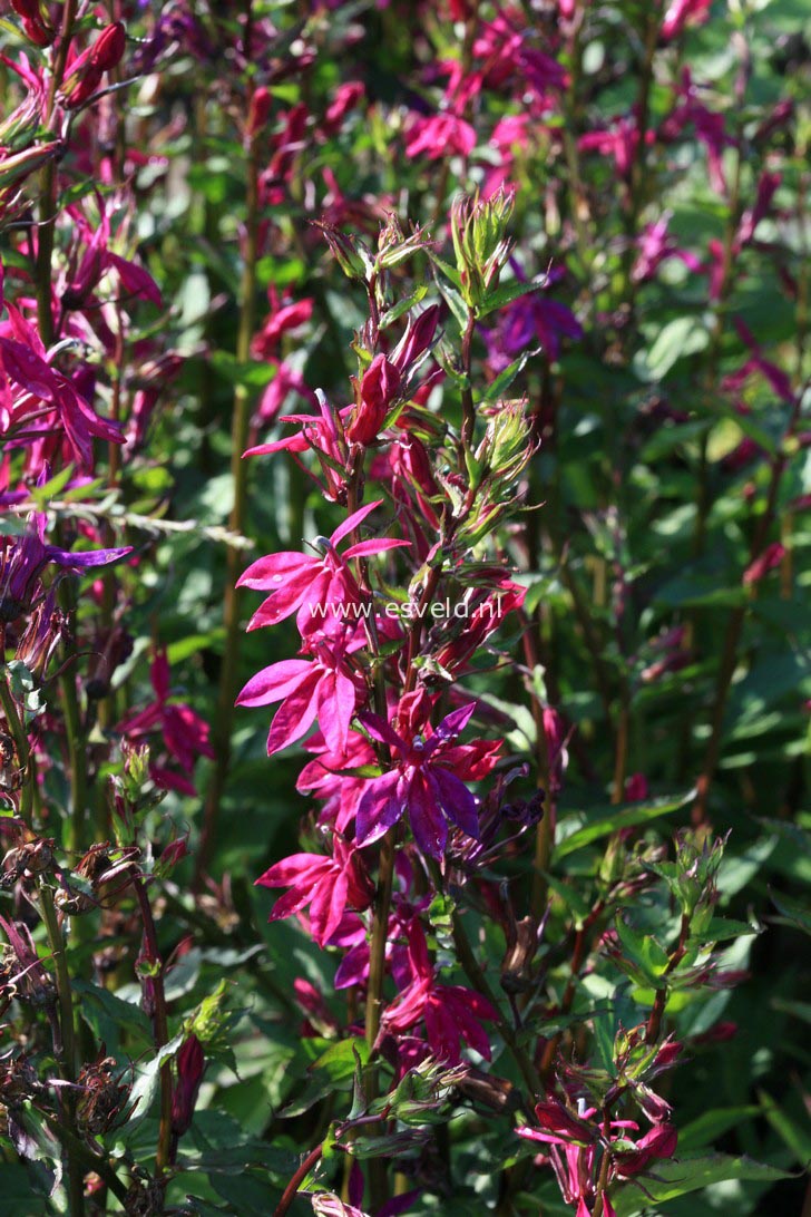 Lobelia 'Tania'