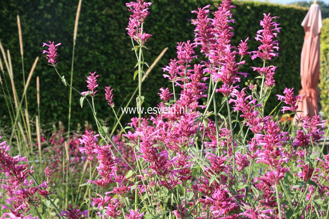 Agastache 'Heatwave'
