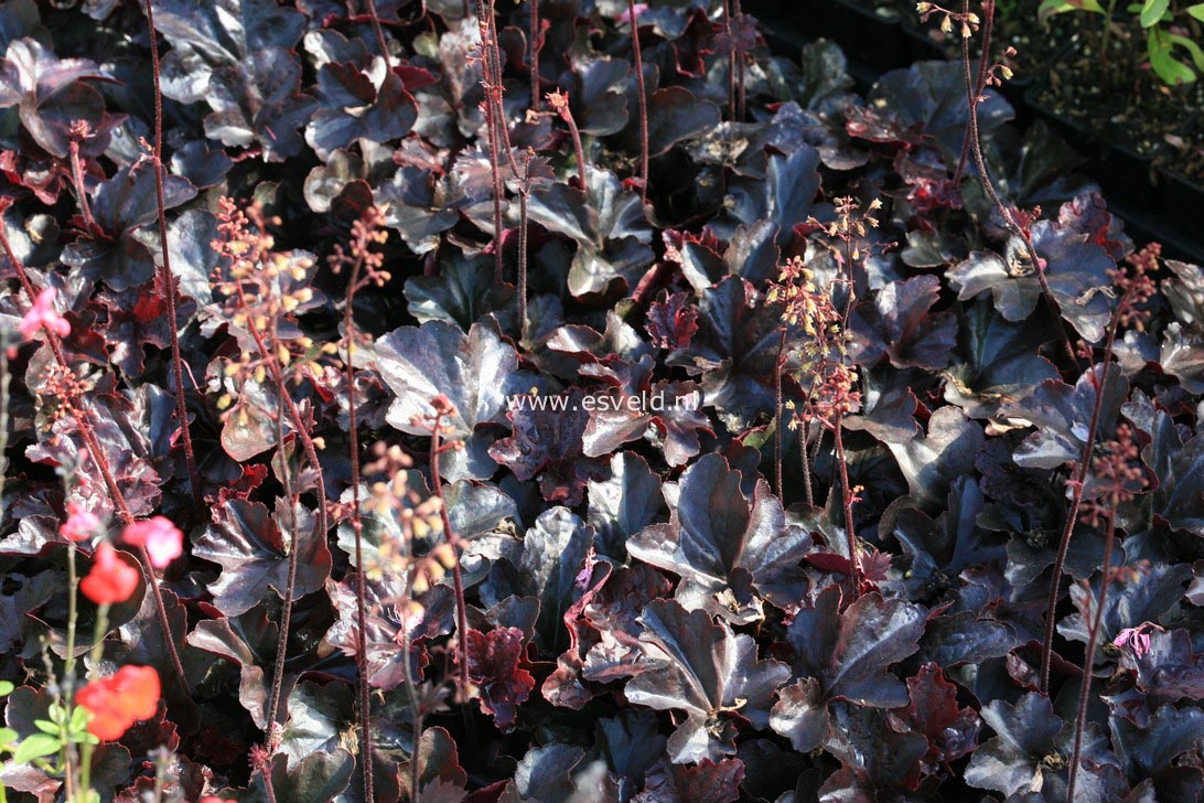 Heuchera 'Obsidian'