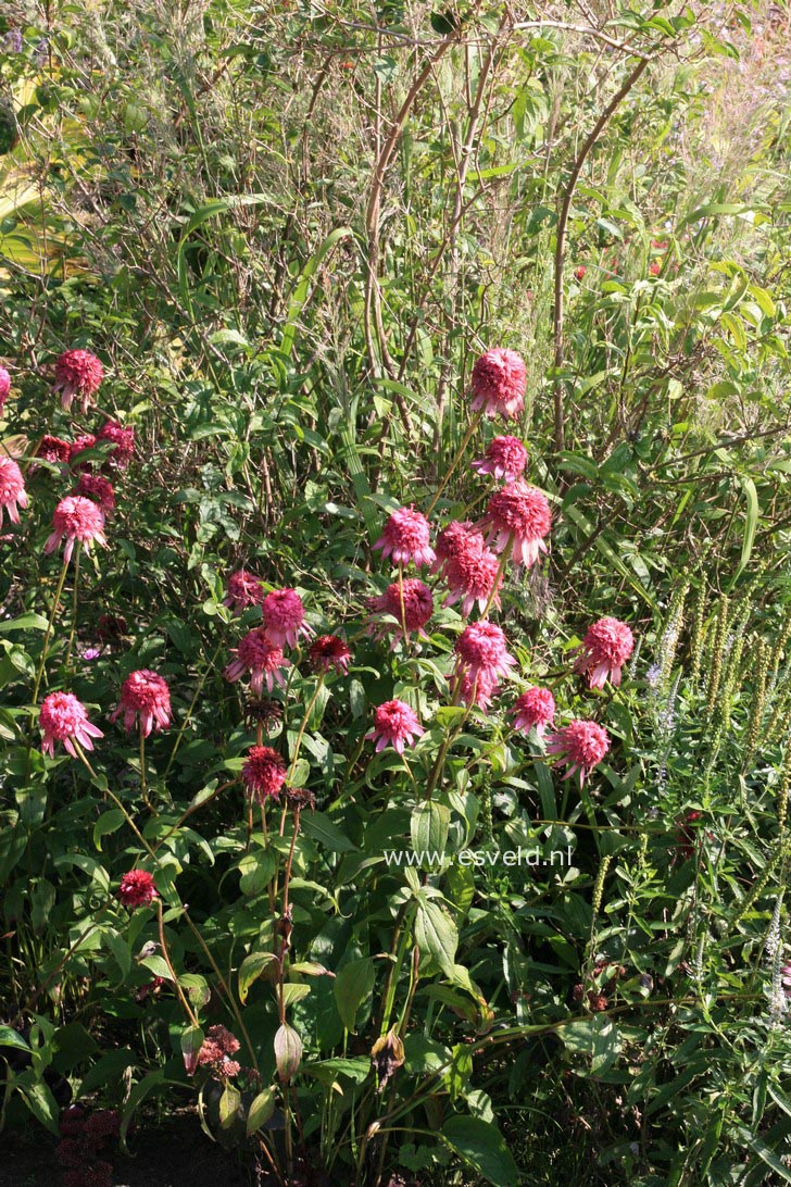 Echinacea purpurea 'Razzmatazz'