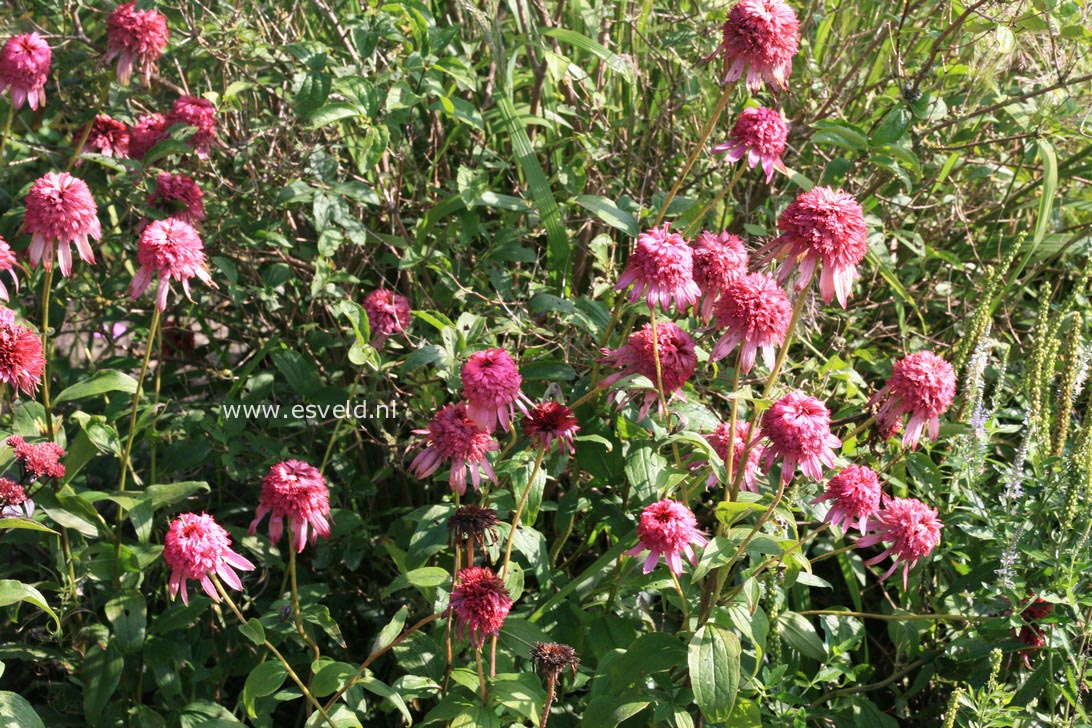 Echinacea purpurea 'Razzmatazz'