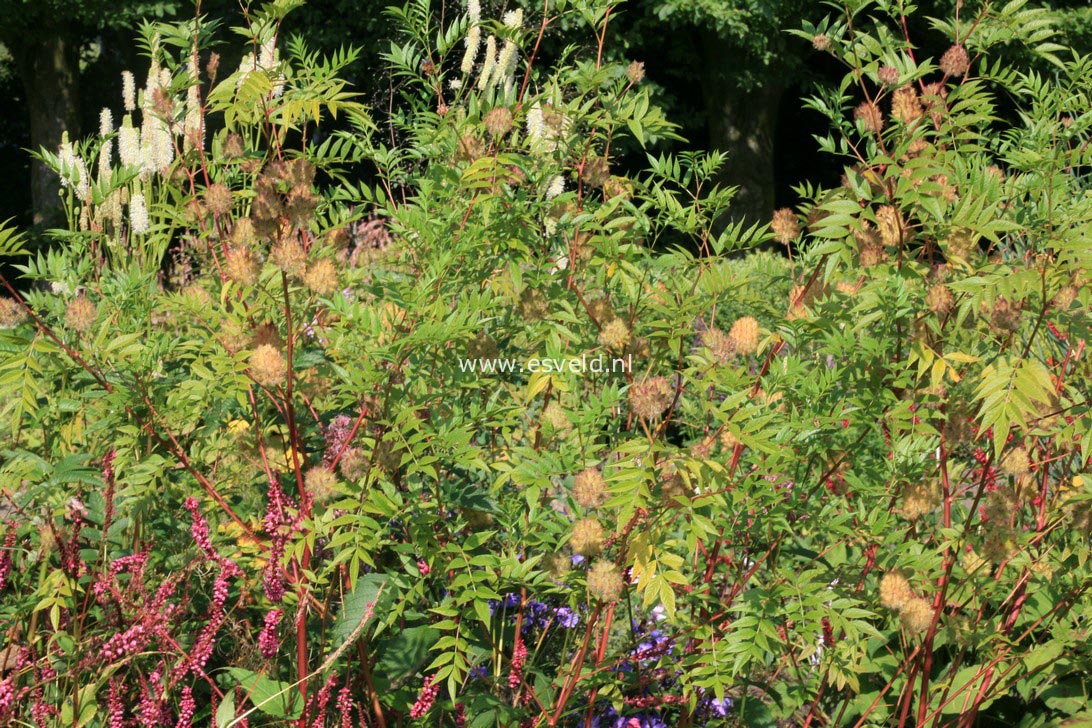 Glycyrrhiza yunnanensis