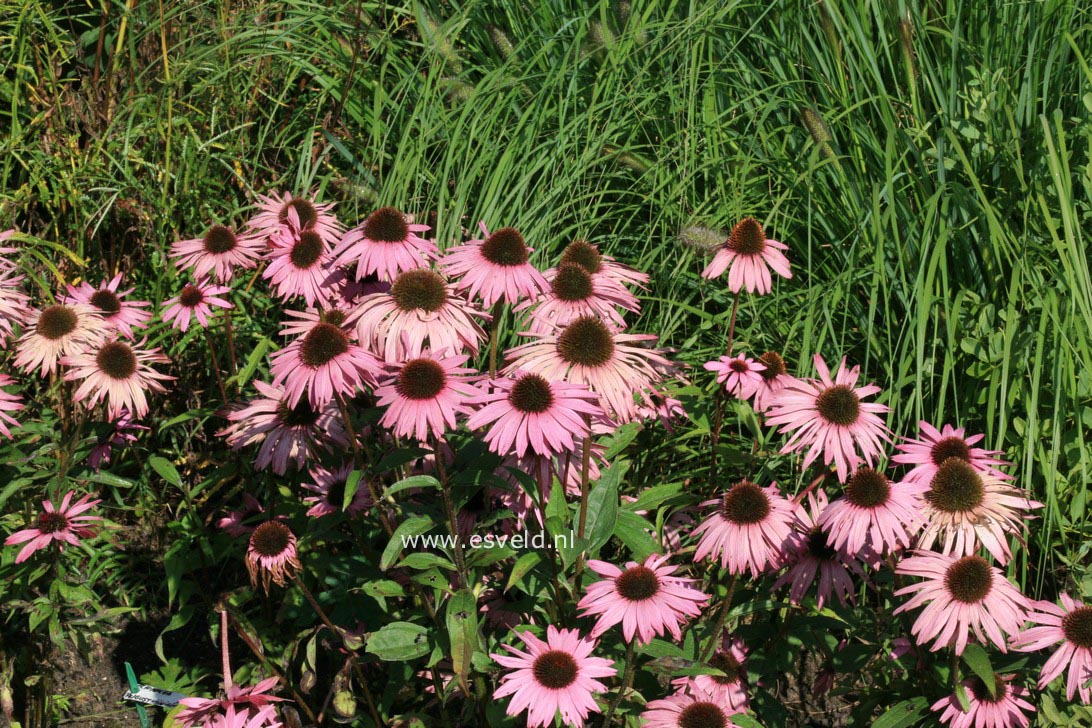 Echinacea purpurea 'Augustkoenigin'