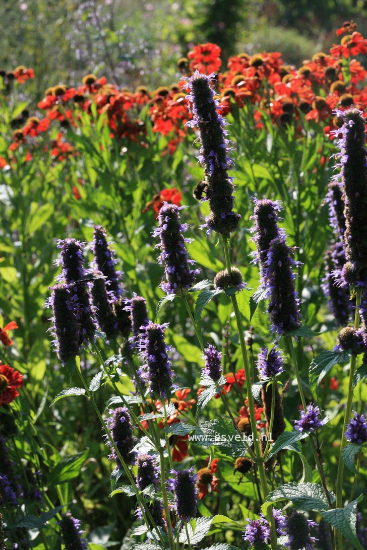 Agastache 'Black Adder'