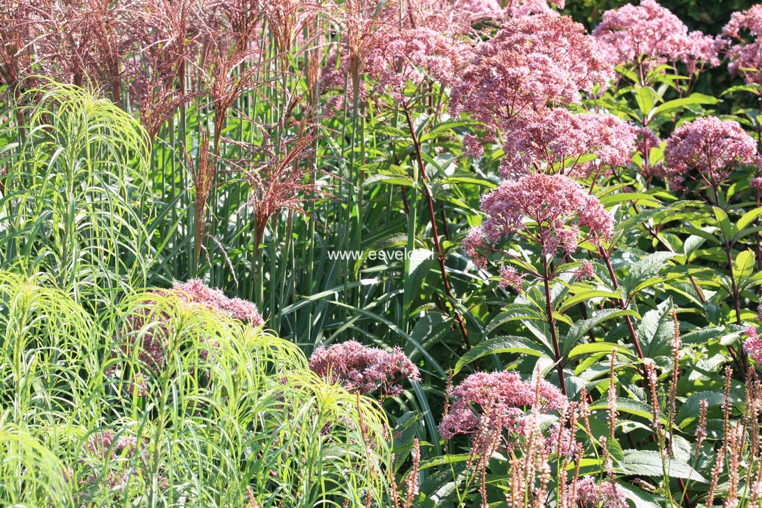 Eupatorium maculatum 'Atropurpureum'