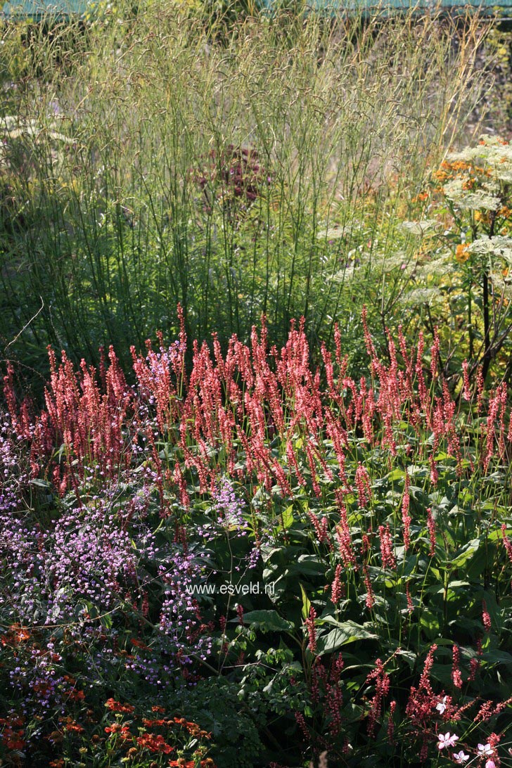 Persicaria amplexicaulis 'Orange Field'