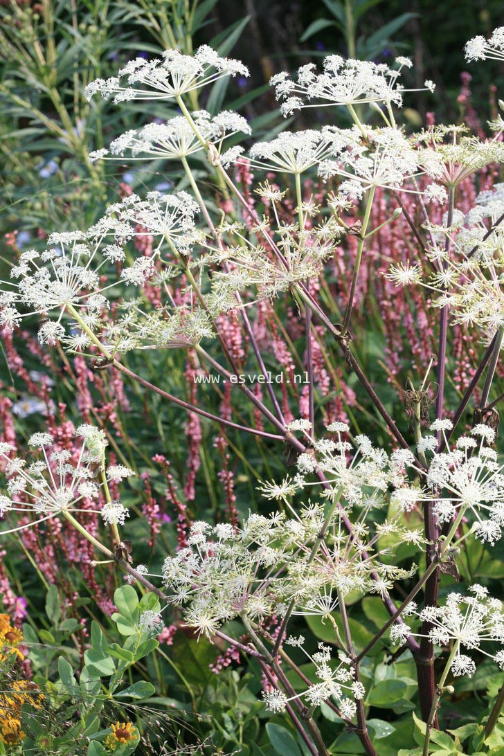 Angelica archangelica