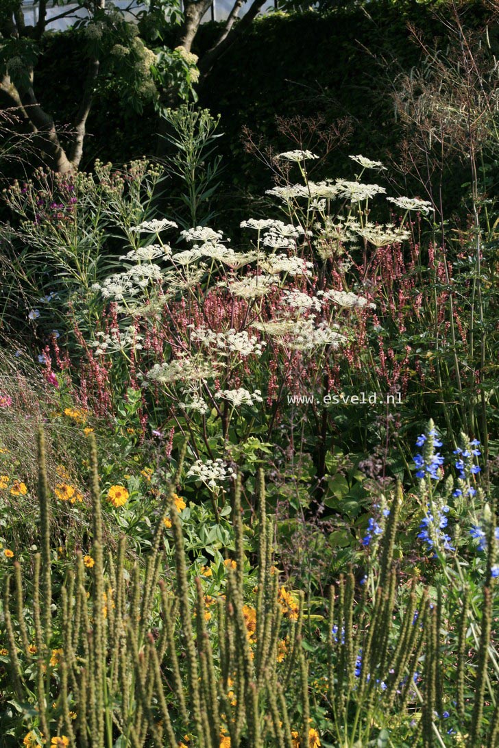 Angelica archangelica