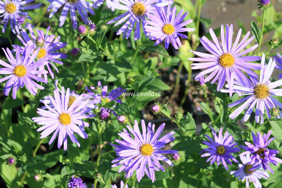 Aster thomsonii