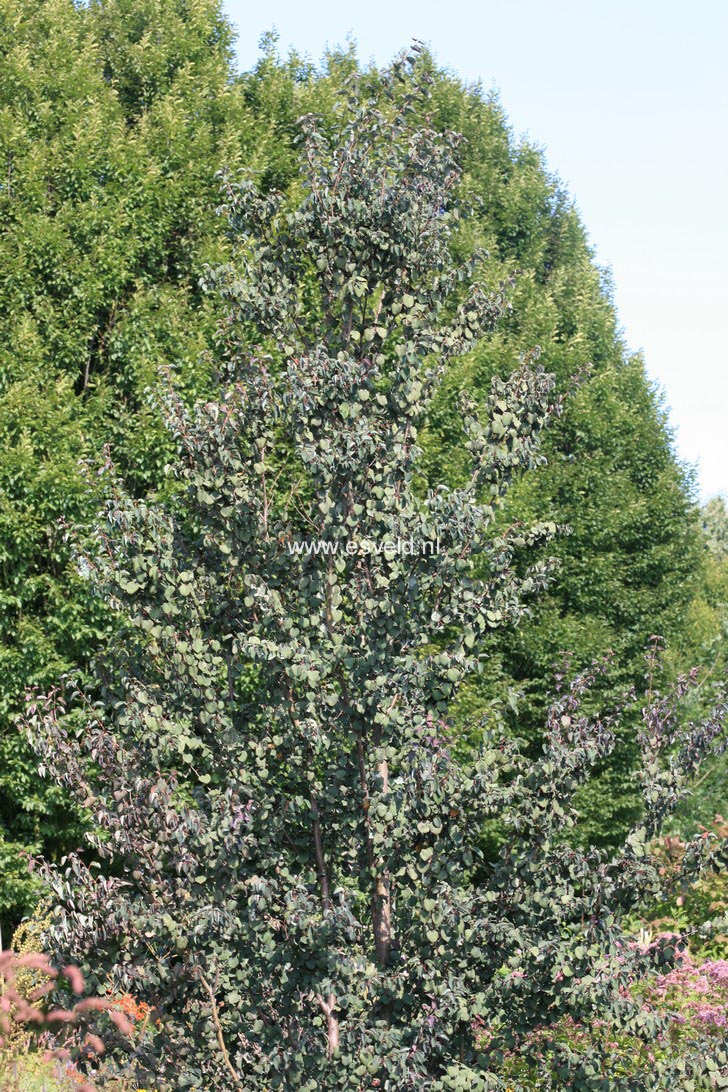 Cercidiphyllum japonicum 'Rotfuchs'