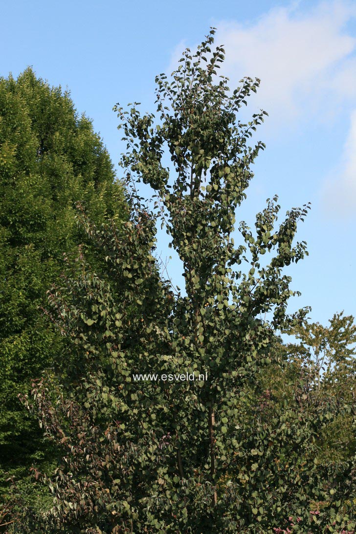 Cercidiphyllum japonicum 'Rotfuchs'