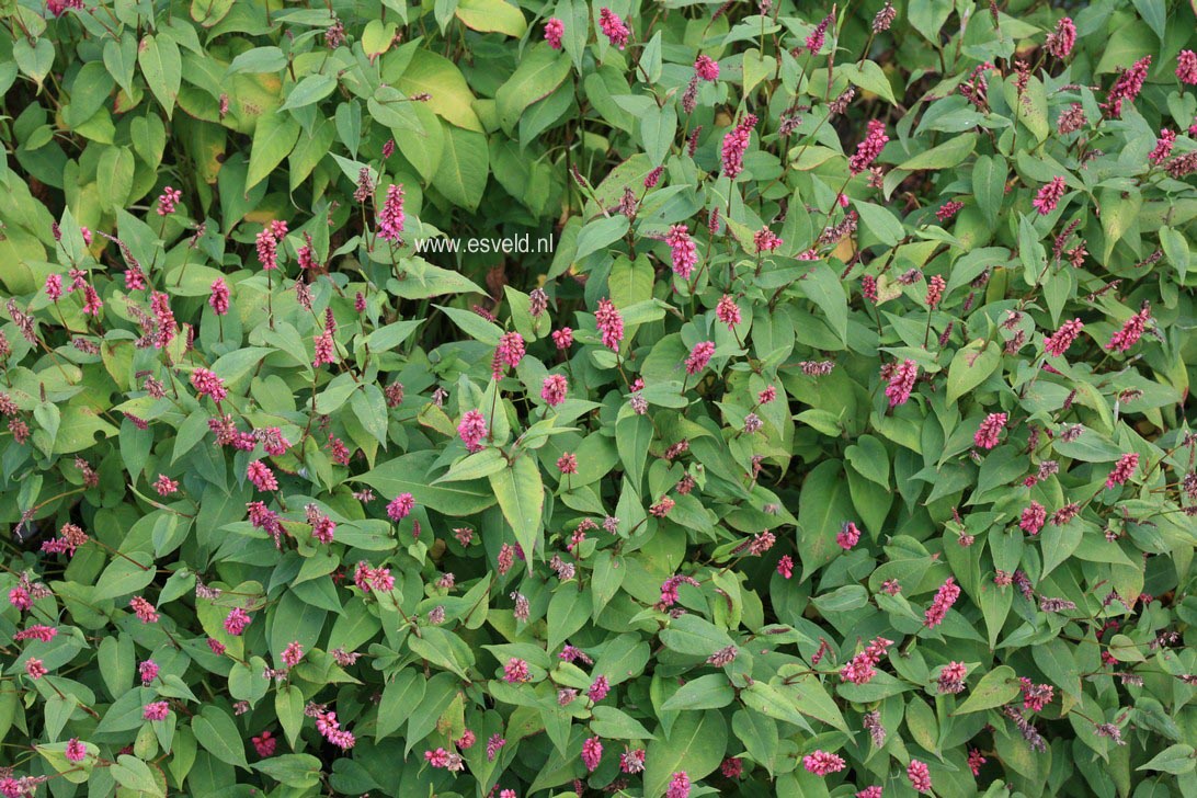 Persicaria amplexicaulis 'Inverleith'