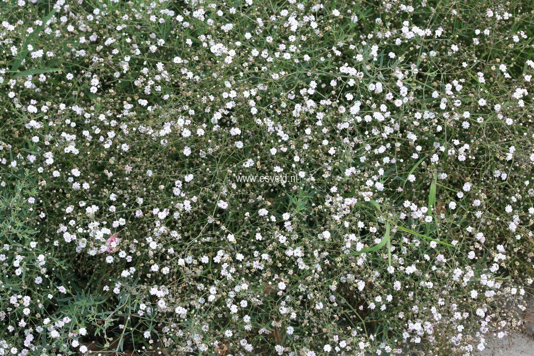 Gypsophila 'Rosenschleier'