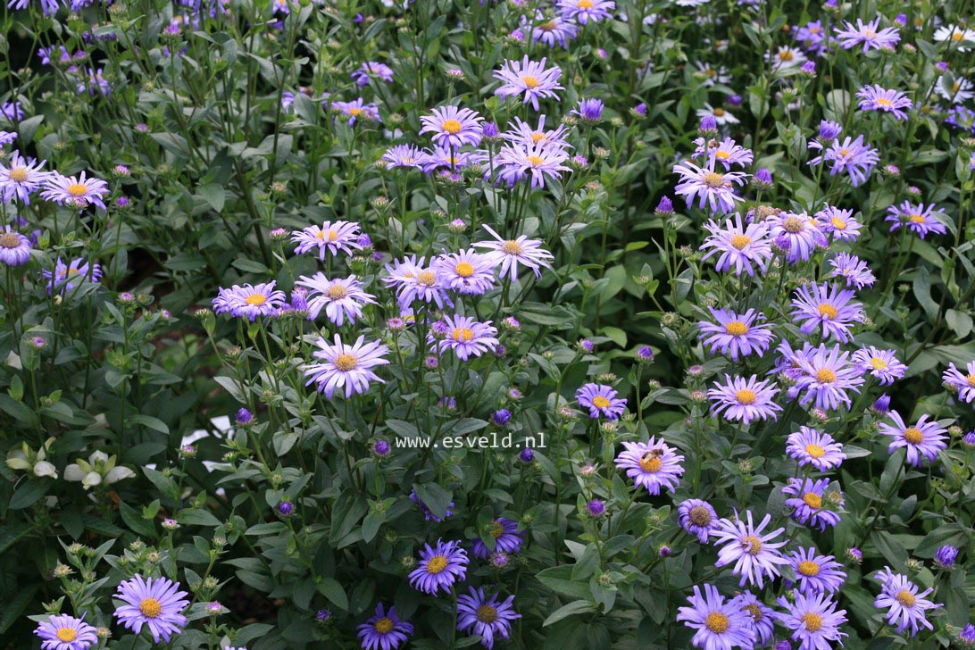 Aster frikartii 'Jungfrau'