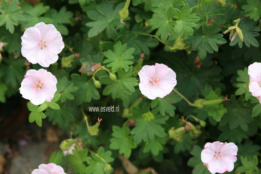 Geranium sanguineum 'Apfelbluete'