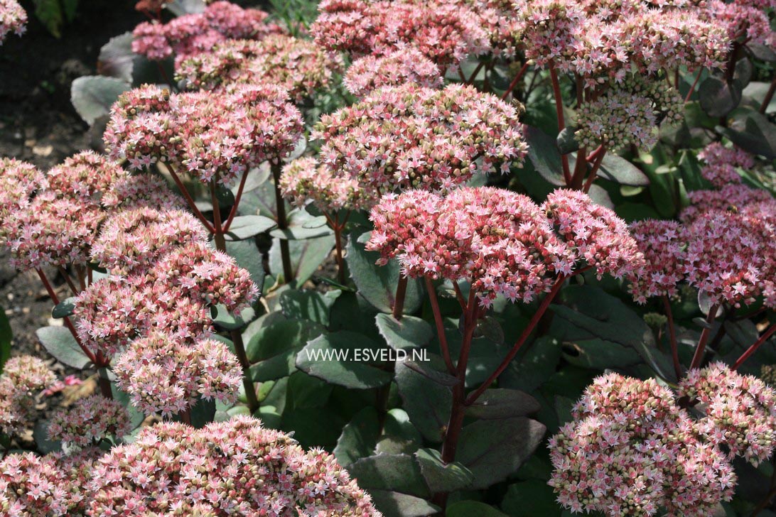 Sedum 'Matrona'