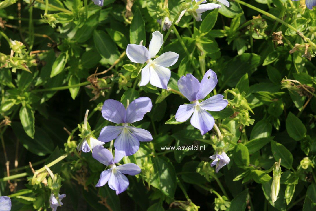 Viola 'Boughton Blue'