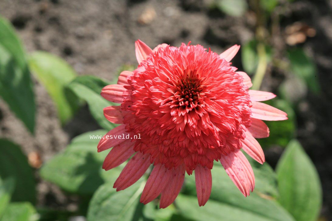 Echinacea purpurea 'Raspberry Truffle'