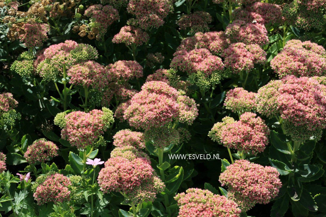 Sedum 'Herbstfreude'