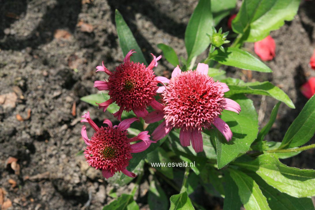 Echinacea purpurea 'Piccolino'