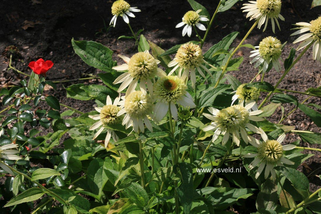 Echinacea purpurea 'Coconut Lime'