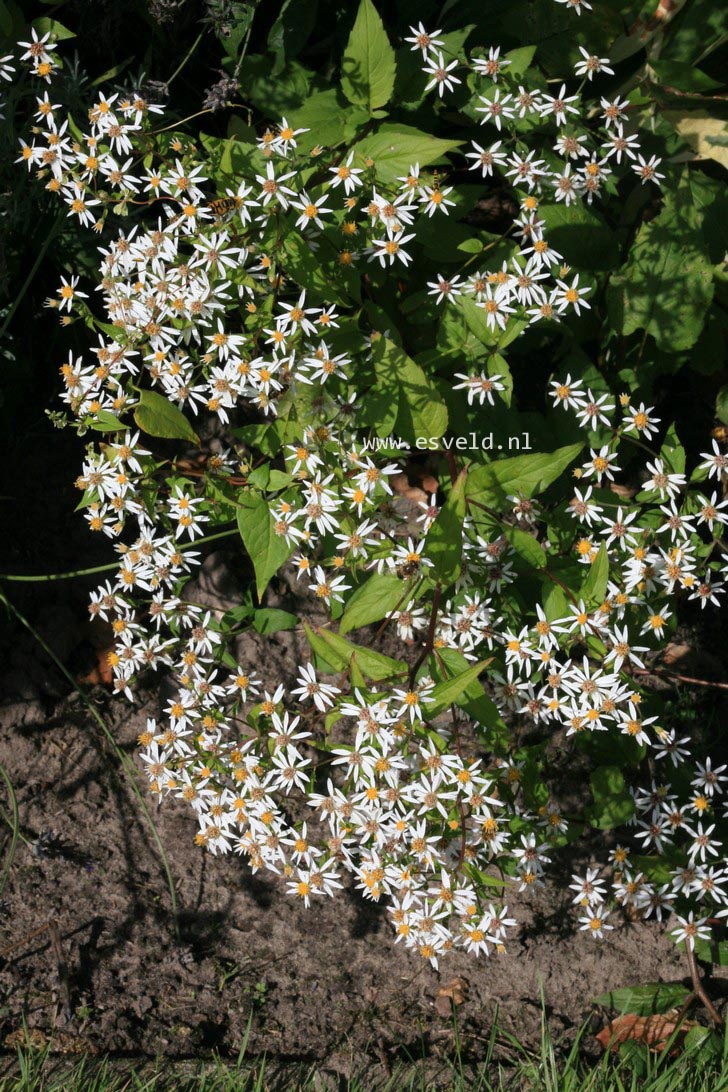 Aster cordifolius 'Silver Spray'