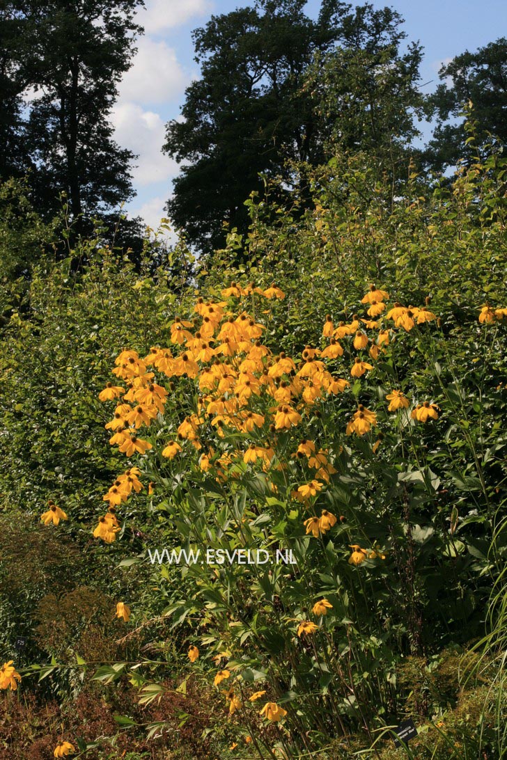 Rudbeckia nitida 'Herbstsonne'