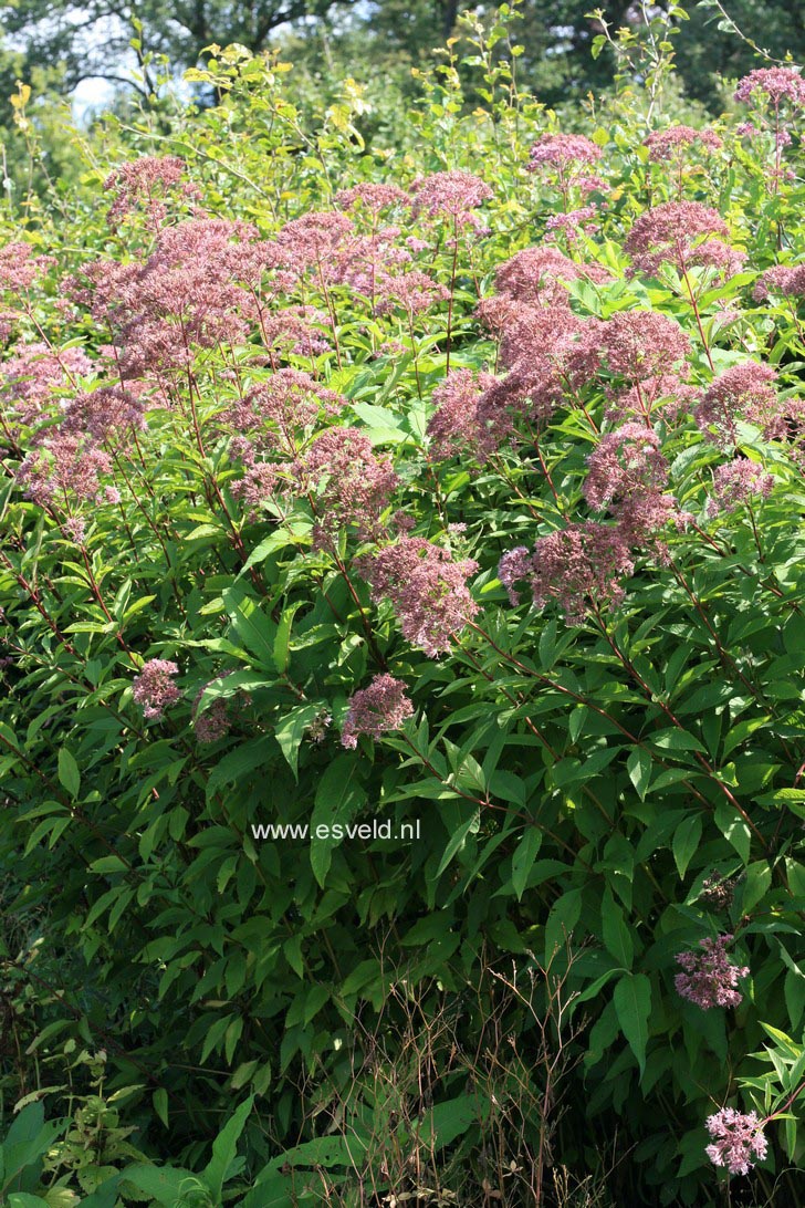 Eupatorium maculatum 'Atropurpureum'