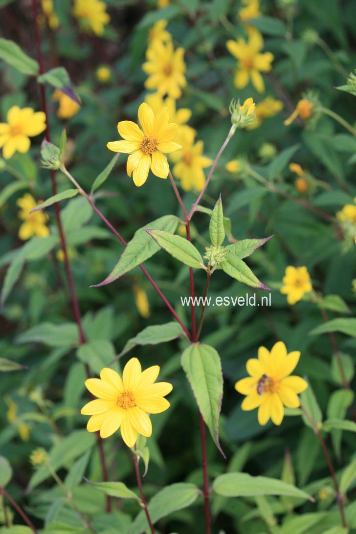 Helianthus microcephalus