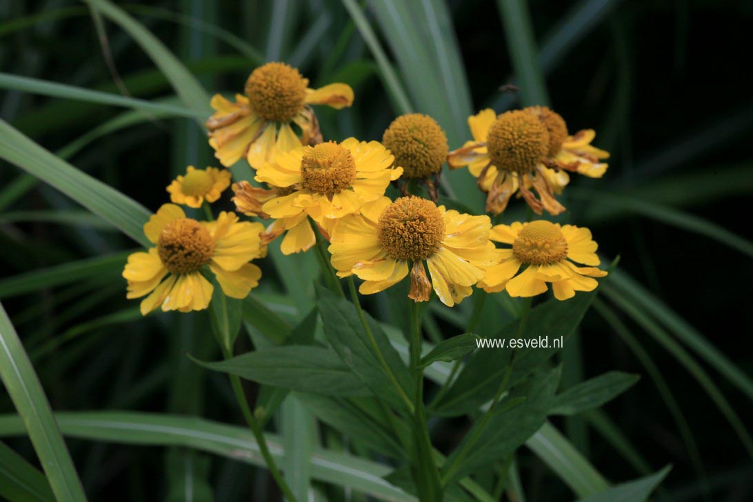 Helenium 'Kanaria'