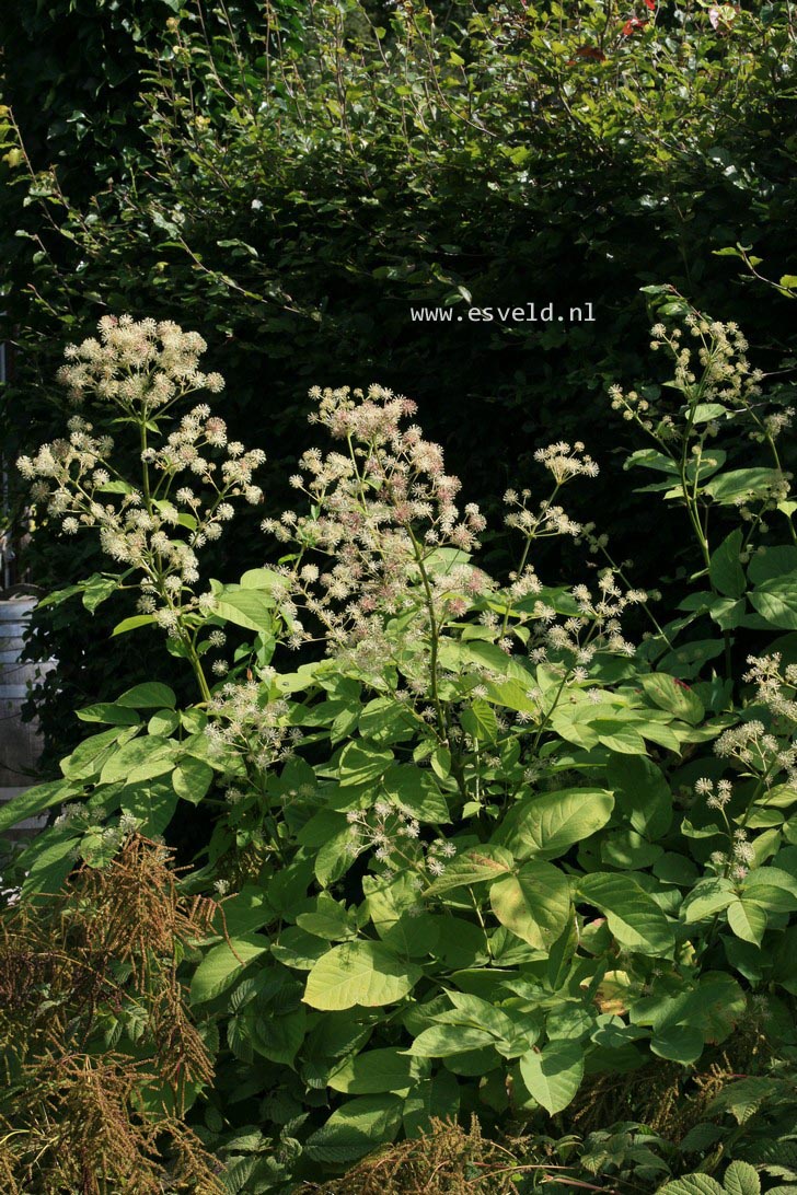 Aralia cordata